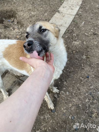 Очень ласковая собака в дар
