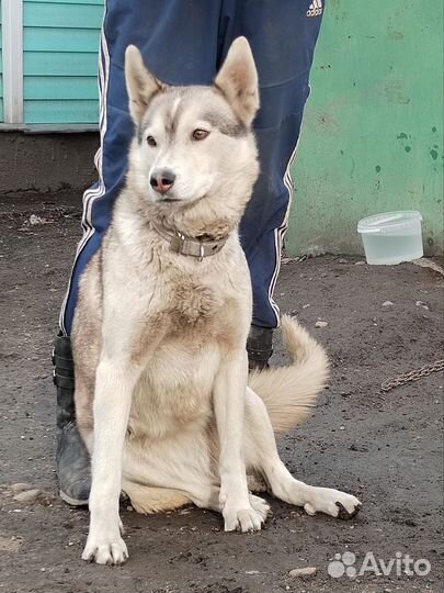 Лайка зсл