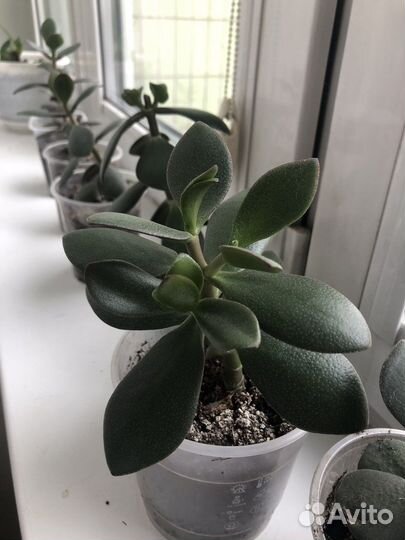 Толстянка (денежное дерево)