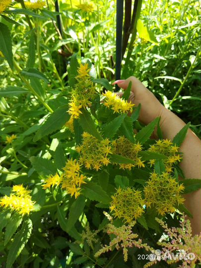 Многолетники Вербейник Энотера Лихнис