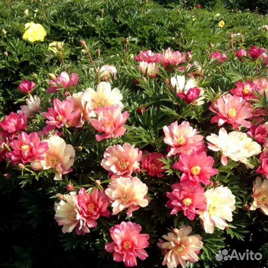 Пион юлия роуз