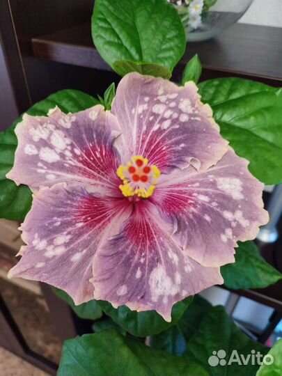 Гибискусы (срезы)