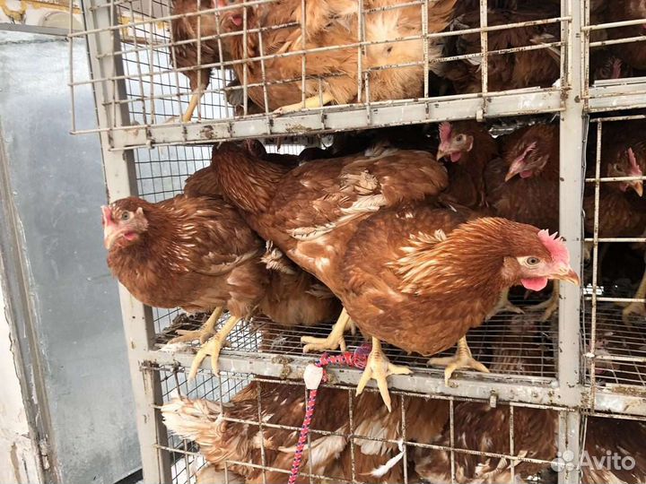 Курица несушка