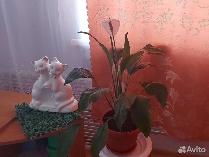 Спатифиллум
