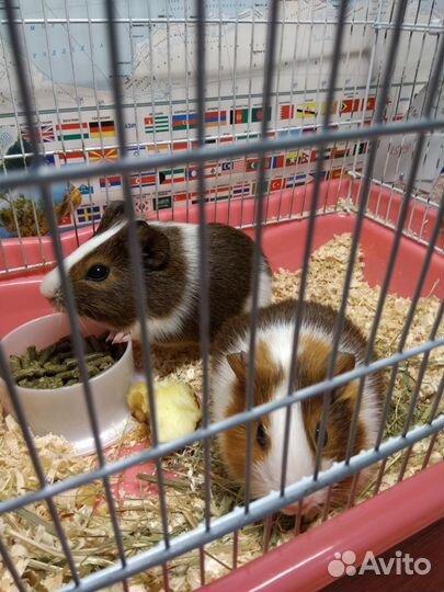 Мирские свинки