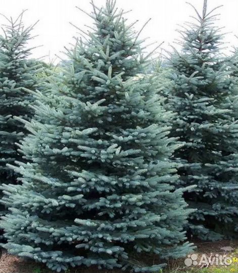 Ель Glauca, глаука