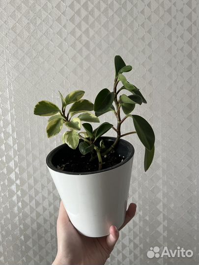 Пеперомия вариегатная