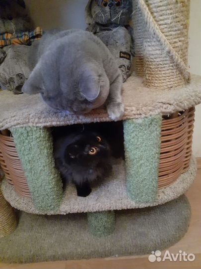 Британский кот на вязку