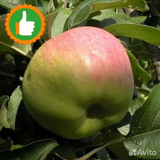 Саженцы яблоня Богатырь