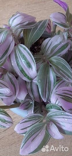 Традесканция,Нанук,коллизии