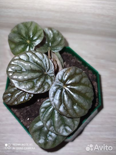 Цветы комнатные