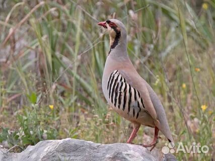 Инкубационное яйцо и птенцы кекликов