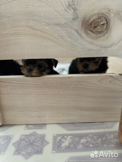 Загон для животных мелких пород