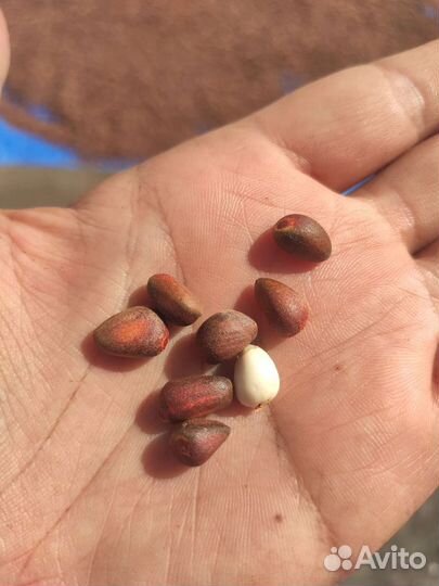Продам ядро кедрового ореха В/С очищенное, 2022г