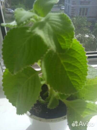 Мята. (Плектрантус)