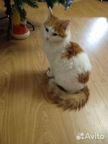 Кошечка в добрые руки
