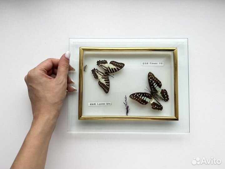 Коллекционирование бабочек