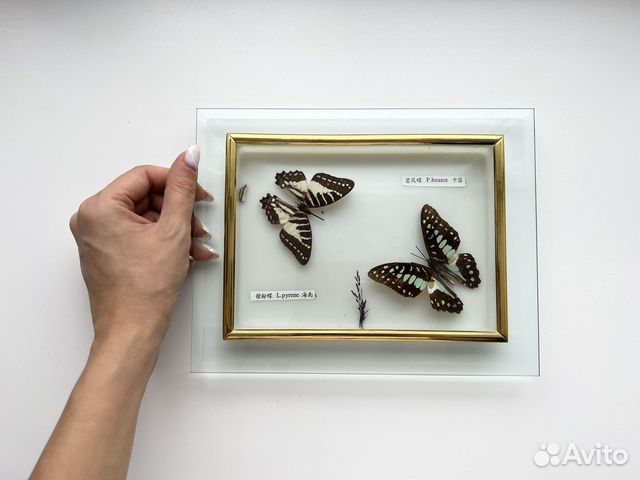 Коллекционирование бабочек