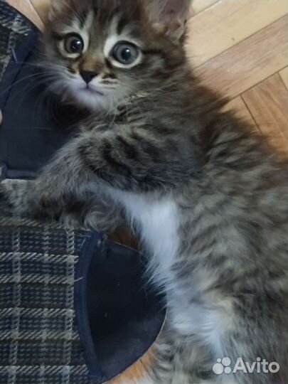 Котенок-мягкий пушистик