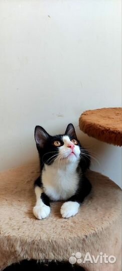 Котенок из приюта очень общительная. Доставка