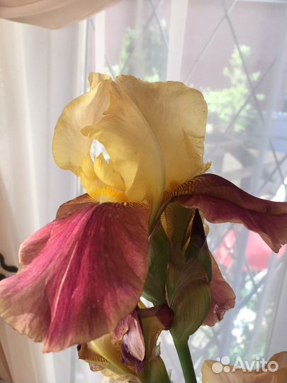 Ирис сортовой