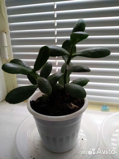 Денежное дерево