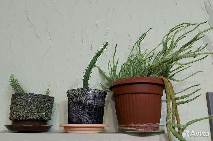 Стильный кактус Апокактус Мартиуса