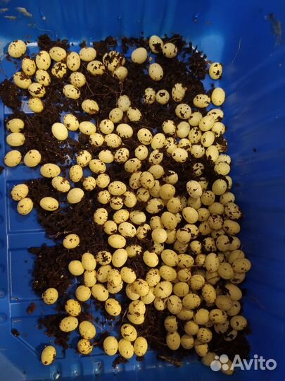 Улитки ахатины