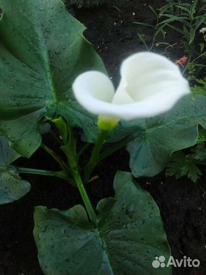 Детка белой каллы