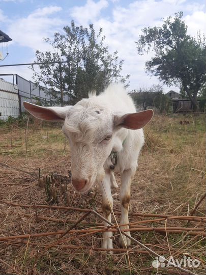 Козел вязка зааненский
