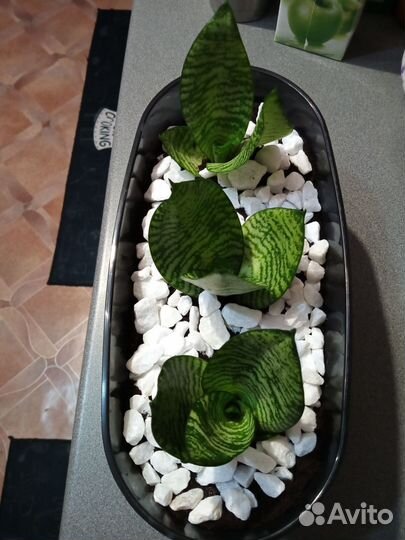 Сансевиерия (композиция) в горшке