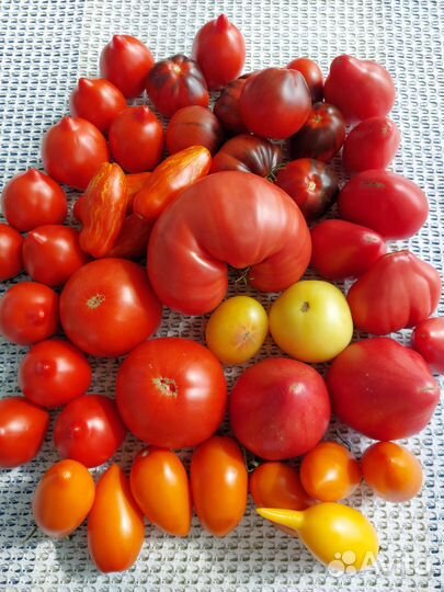 Семена томатов