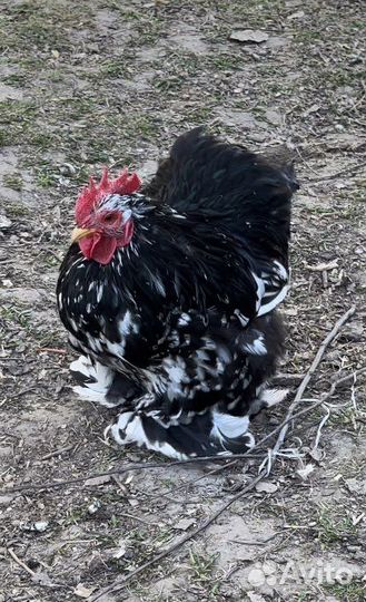 Петух карликовый кохинхин
