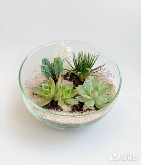 Флорариум. Суккуленты. Подарочная композиция