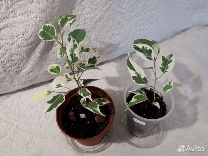 Фикус бенджамина