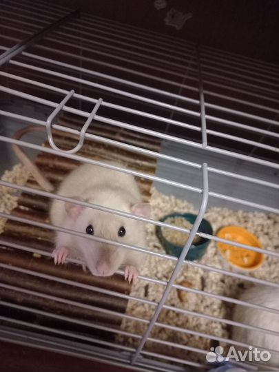 Крыски дамбо бесплатно