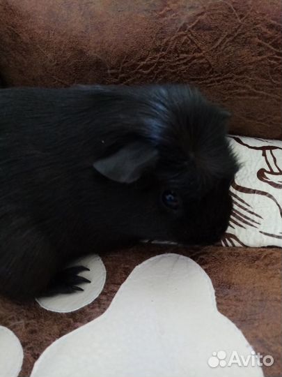 Свинки морские