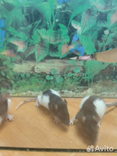 Крыса сфинкс