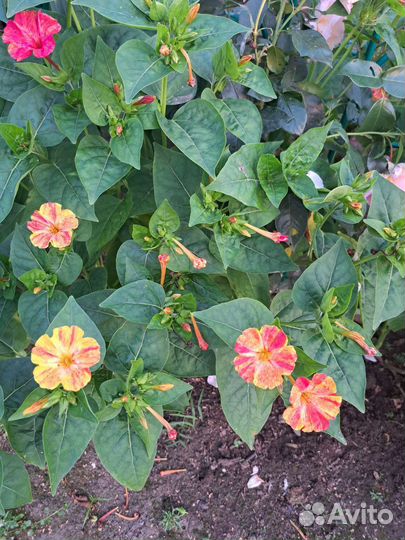 Мирабилис (ночная красавица) семена