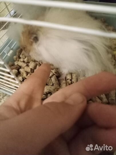 Ангорский хомяк