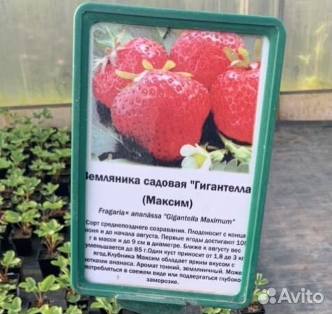 Рассада клубники