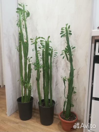 Молочай трехгранный