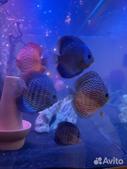 Пара дискусы