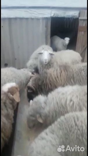 Овцы барашки