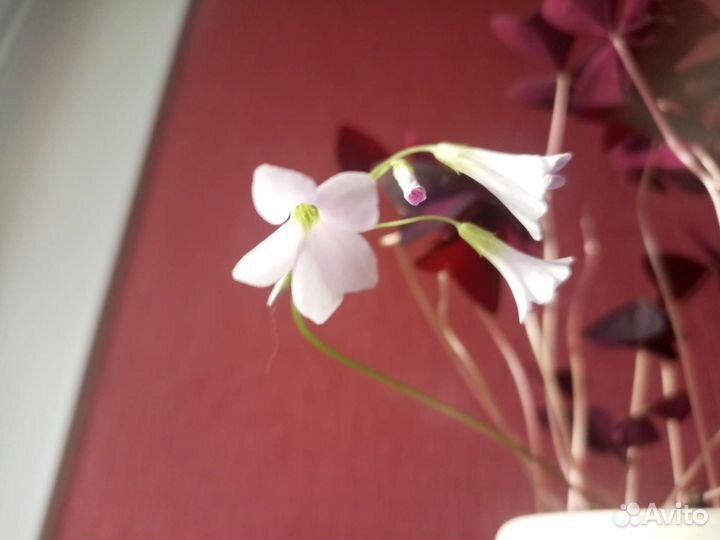 Кислица оксалис. Комнатное растение