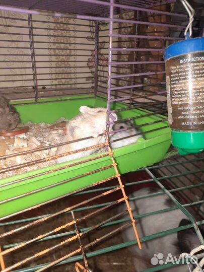 Джунгарский хомяк