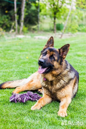 Чистокровные немецкие овчарки-щенки