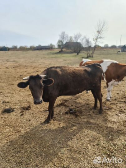 Корова дойная