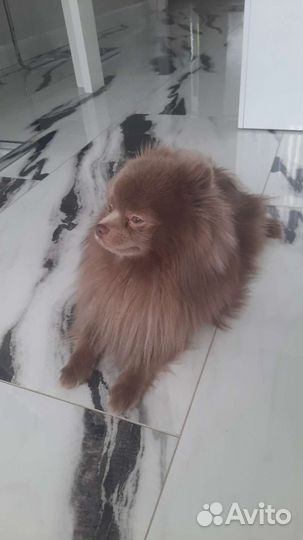 Вязка померанец шпиц