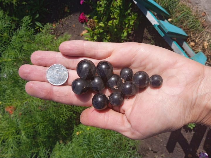 Участок 5 сот. (СНТ, ДНП)